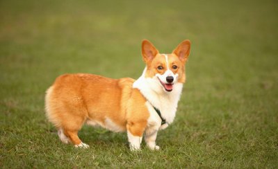 小柯基有没有尾巴 柯基犬是生下来就没有尾巴的吗