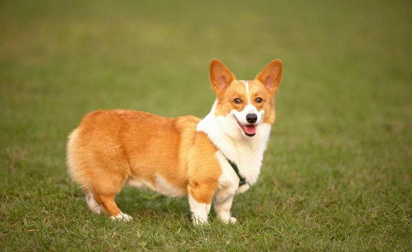 小柯基有没有尾巴