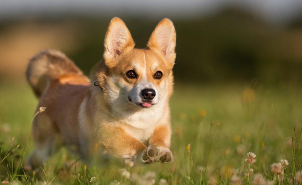 小柯基有没有尾巴