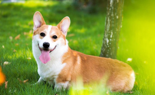 小柯基有没有尾巴