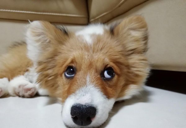 小柯基有没有尾巴