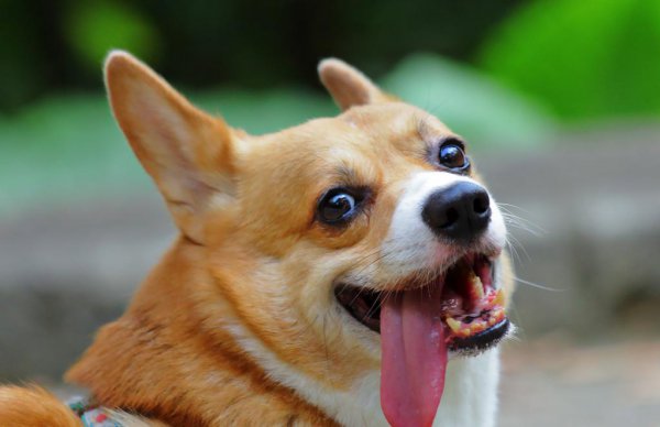 小柯基有没有尾巴