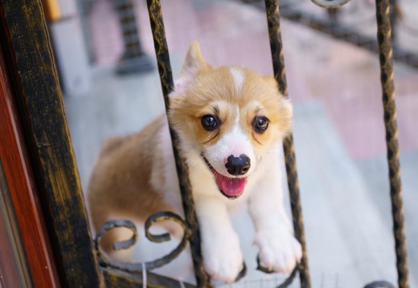 小柯基有没有尾巴