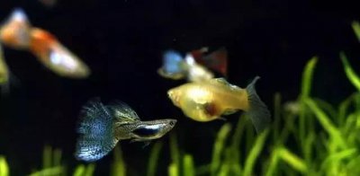 什么热带鱼好看又好养 适合家养的小型热带鱼有哪些