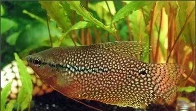 什么热带鱼好看又好养