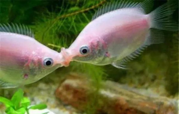 什么热带鱼好看又好养