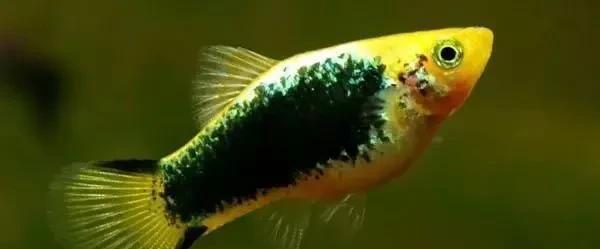 什么热带鱼好看又好养