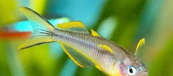 什么热带鱼好看又好养