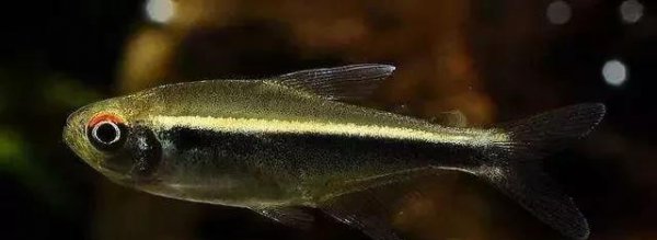 什么热带鱼好看又好养