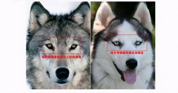 狼会把哈士奇当成同类吗