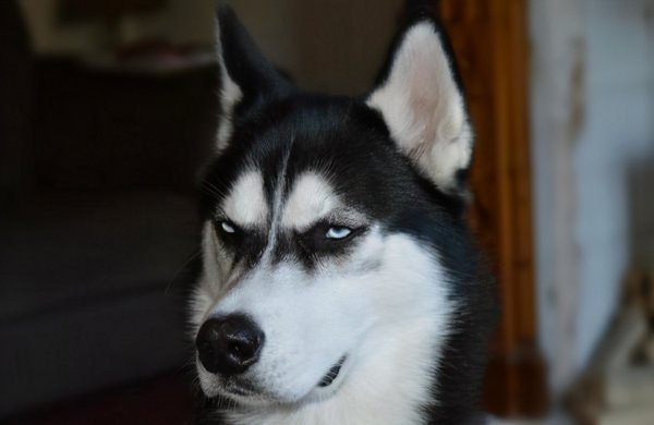 狼会把哈士奇当成同类吗