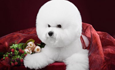 比熊犬的优缺点有哪些 比熊犬的养护难度大吗好养吗