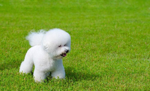 比熊犬的优缺点有哪些