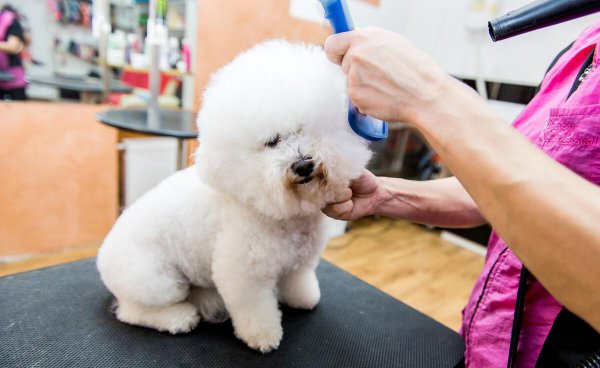 比熊犬的优缺点有哪些