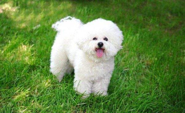 比熊犬的优缺点有哪些