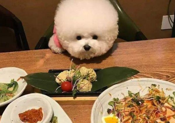 比熊犬的优缺点有哪些