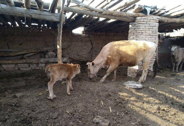 母牛产后胎衣不下怎么办