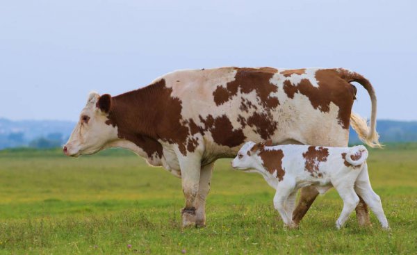 母牛产后胎衣不下怎么办