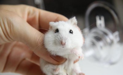 为什么千万别养仓鼠做宠物 如果仓鼠死了太伤心了