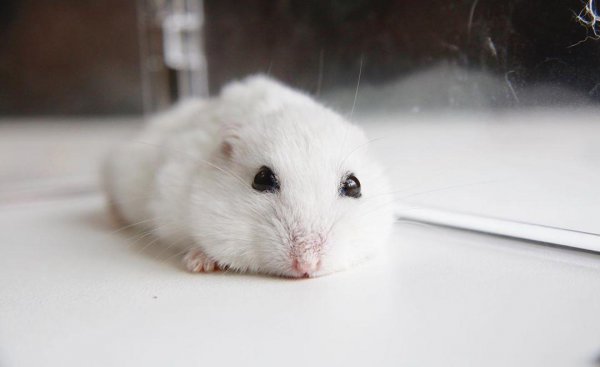 为什么千万别养仓鼠做宠物