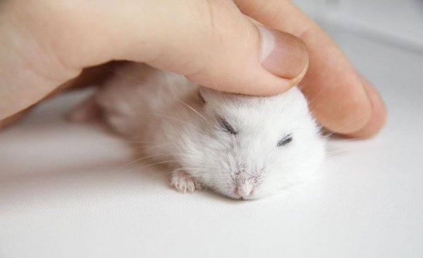 为什么千万别养仓鼠做宠物