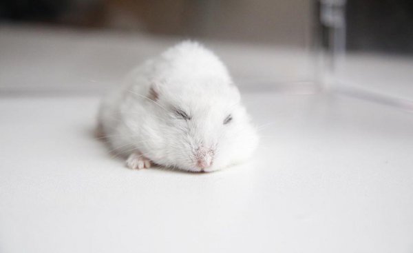 为什么千万别养仓鼠做宠物