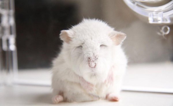 为什么千万别养仓鼠做宠物