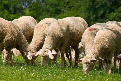 喂羊吃什么饲料长得快又肥 怎么能养出又肥又壮的羊