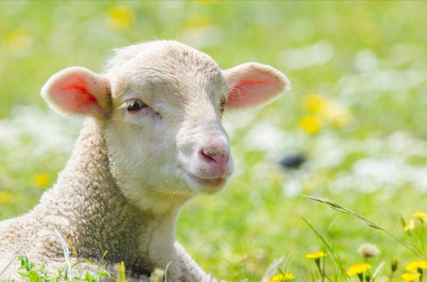 喂羊吃什么饲料长得快又肥