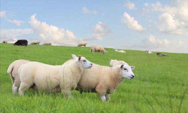 喂羊吃什么饲料长得快又肥