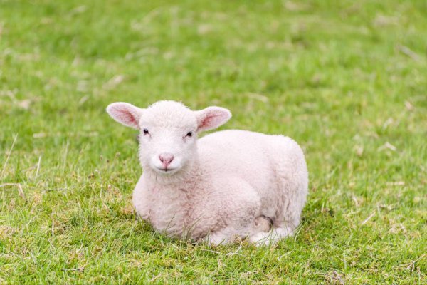喂羊吃什么饲料长得快又肥