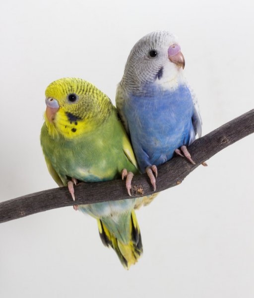 虎皮鹦鹉怎么分辨雌雄