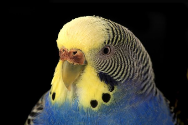 虎皮鹦鹉怎么分辨雌雄