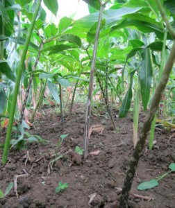 魔芋是什么做的 火锅中魔芋是什么原材料做成的东西