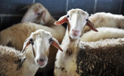 养100只羊一年能赚多少钱 一年养100只羊利润多少