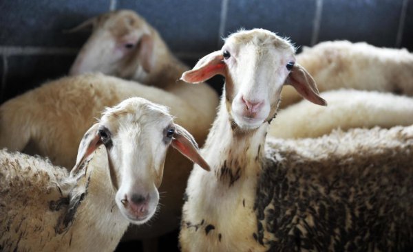 养100只羊一年能赚多少钱