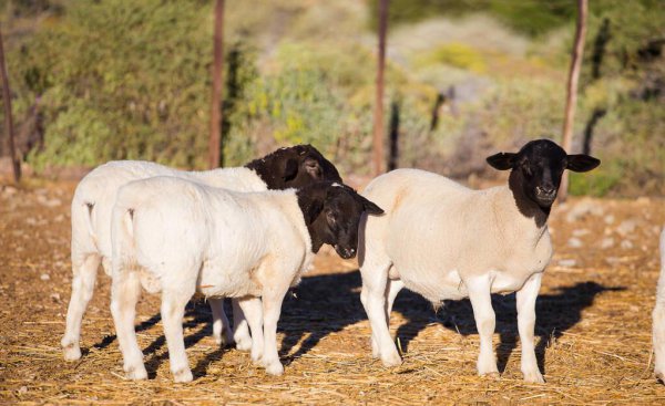 养100只羊一年能赚多少钱