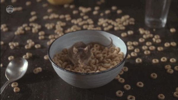 老鼠受不了的声波频率是多少