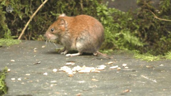 老鼠受不了的声波频率是多少