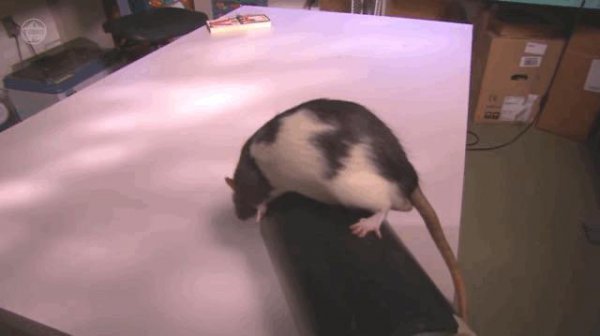 老鼠受不了的声波频率是多少