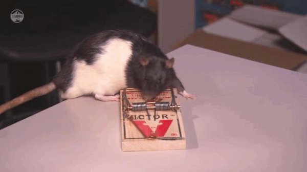 老鼠受不了的声波频率是多少