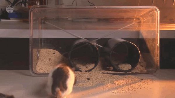 老鼠受不了的声波频率是多少