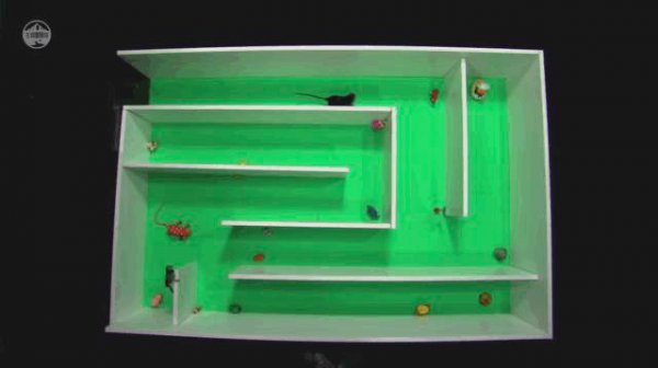 老鼠受不了的声波频率是多少