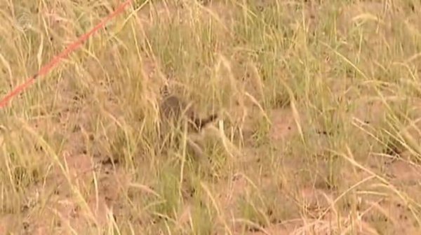 老鼠受不了的声波频率是多少