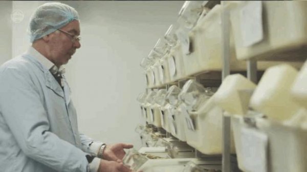 老鼠受不了的声波频率是多少