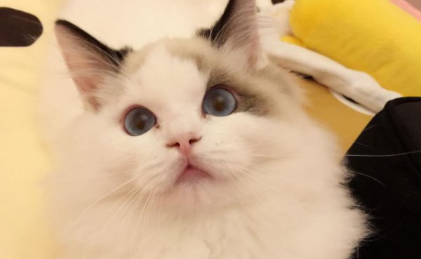 布偶猫的什么行为算是认主人