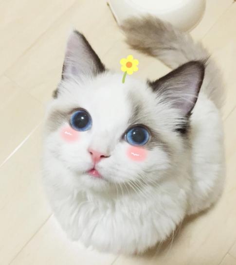 布偶猫的什么行为算是认主人