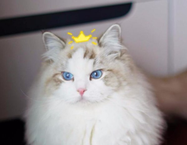 布偶猫的什么行为算是认主人