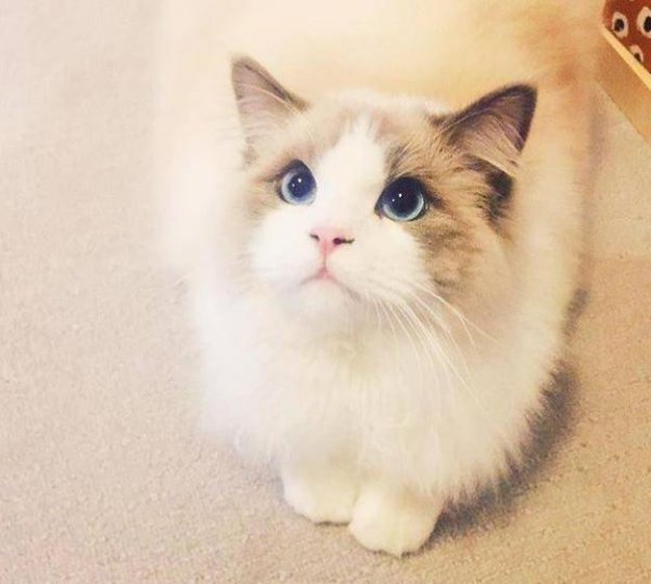 布偶猫的什么行为算是认主人