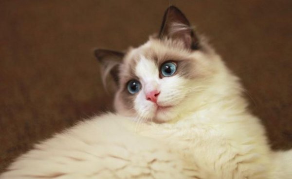 布偶猫的什么行为算是认主人